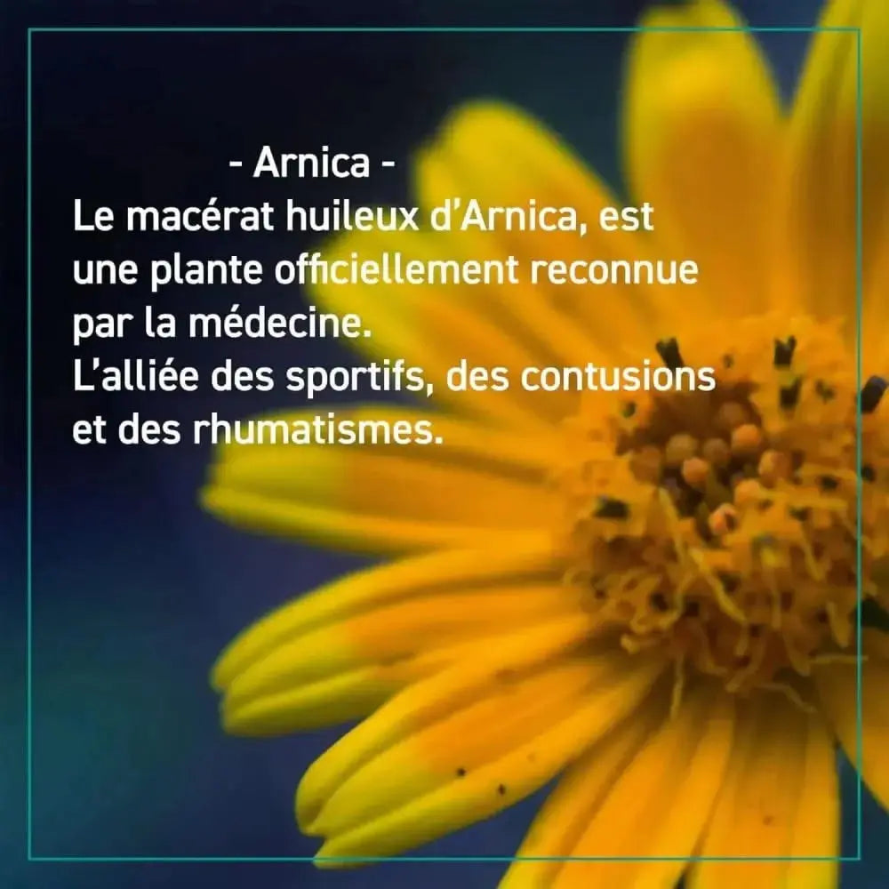 Fleur d’arnica jaune brillante pour soulager les muscles fatigués avec un massage bio